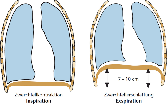 Anatomie und Funktionsweise des respiratorischen Systems | Springer Nature Link Anatomie und Funktionsweise des respiratorischen Systems | Springer Nature Link