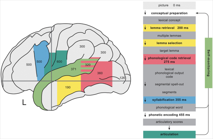 Language Processing: Insights Into the Working Brain | Springer Nature Link