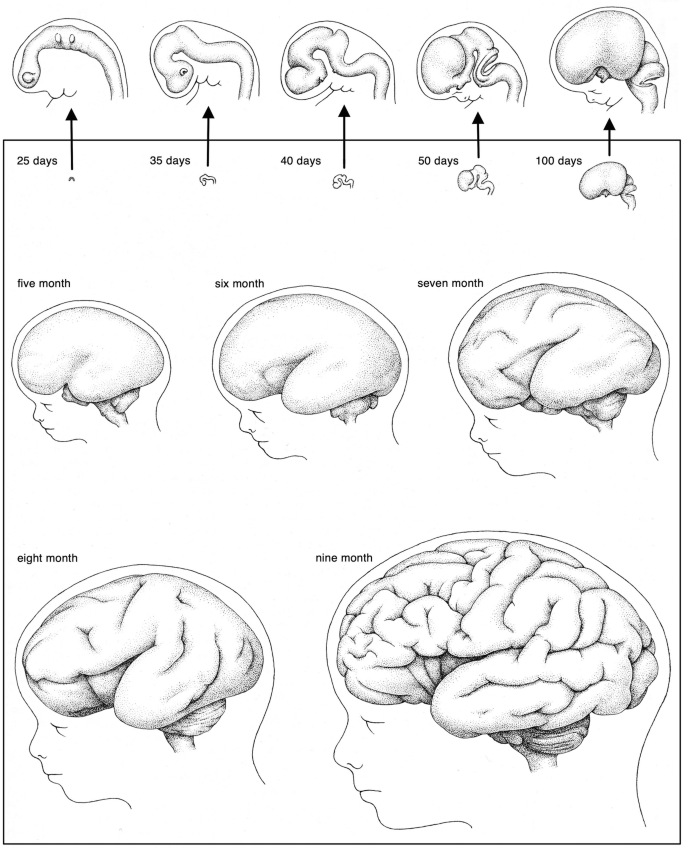 Neurocognitive Impairments of Language Development | Springer Nature Link