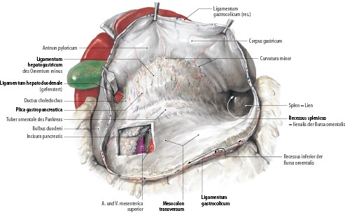 Anatomie der für das akute Abdomen relevanten abdominellen Organe und  Strukturen | SpringerLink