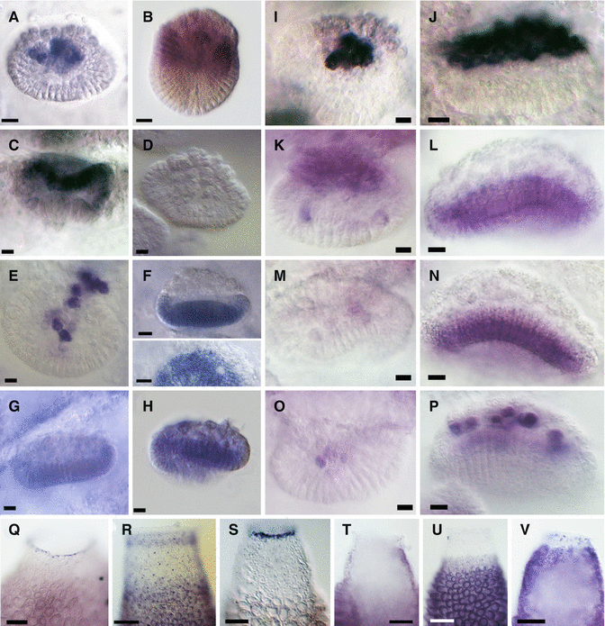 figure 37