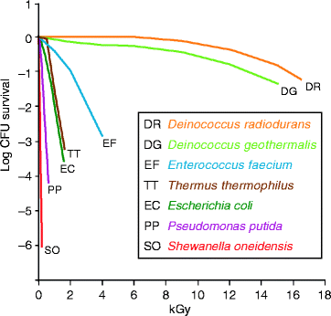 Deinococcus radiodurans nucleoid and distribution states of the