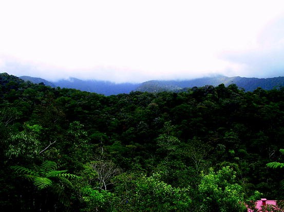 The global biogeography of tree leaf form and habit