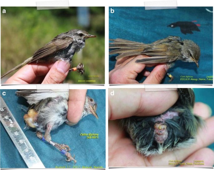 effects of radioactive pollution on animals