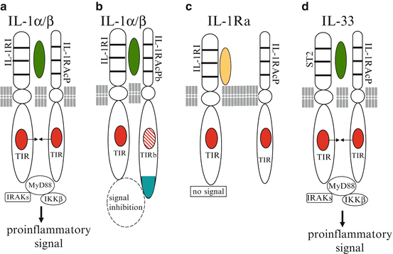 Interleukin-1 (IL-1) Pathway