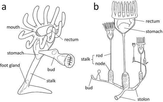 Review of the Studies of Japanese Entoprocts (Entoprocta) | SpringerLink