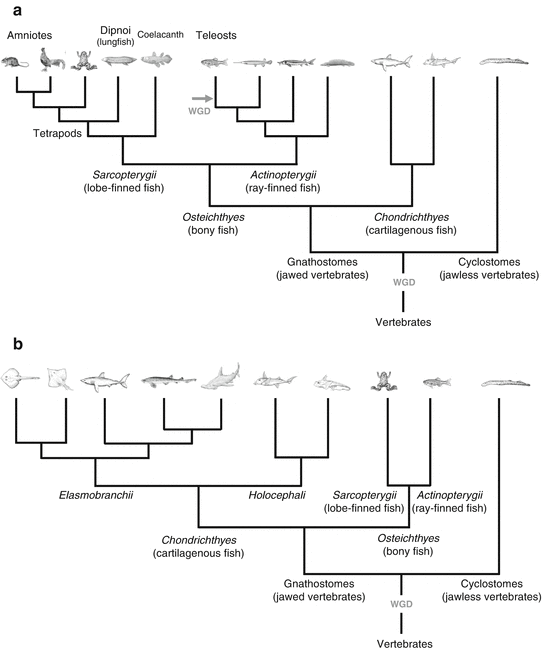 Overview of Brain Evolution: Lobe-Finned Fish vs. Ray-Finned Fish