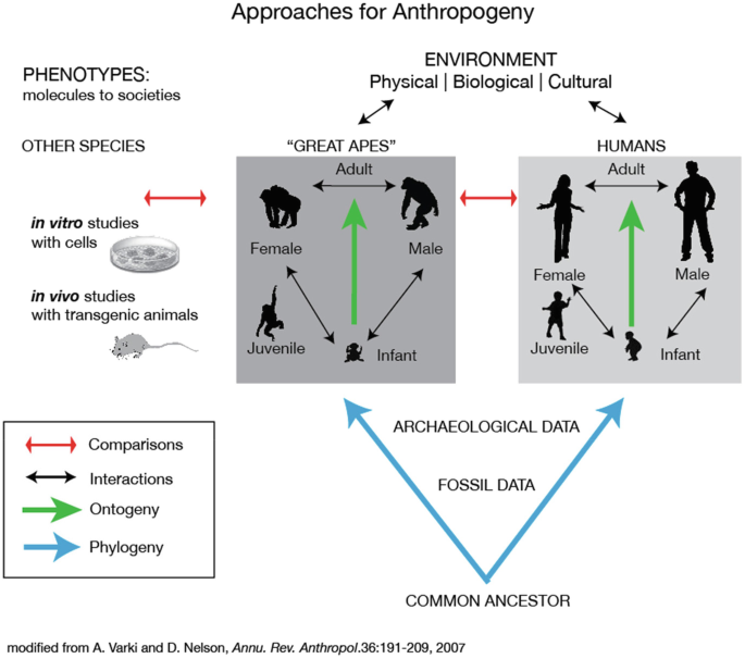 Comparative physiological anthropogeny: exploring molecular underpinnings of distinctly human phenotypes