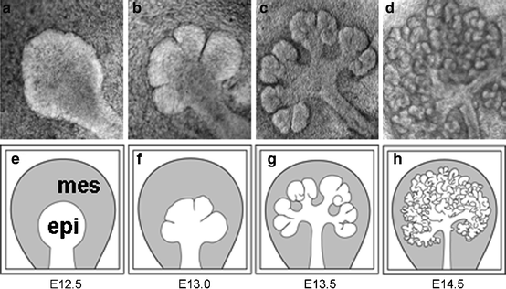 Cleft formation and branching morphogenesis of salivary gland ...