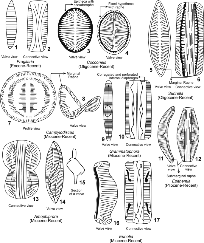 Marine Diatoms | SpringerLink