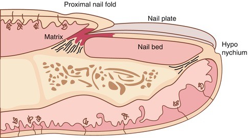 Nail Anatomy and Physiology for the Clinician | SpringerLink Nail Anatomy and Physiology for the Clinician | SpringerLink