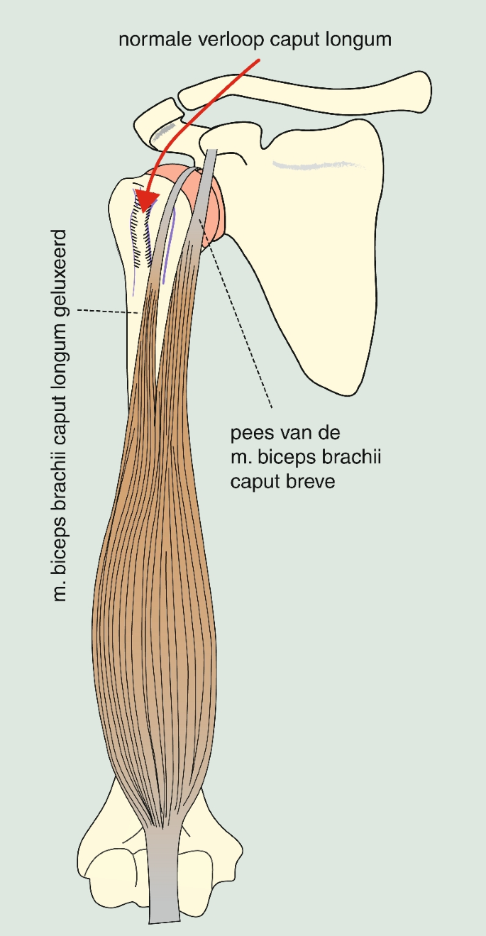 Functionele Morfologie | PDF, image size:685x1319