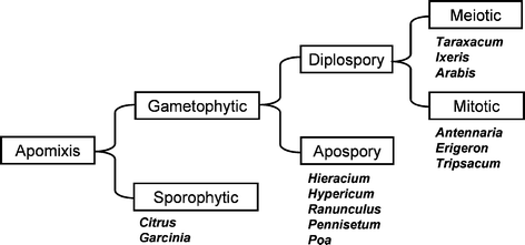 Apomixis: Basics for Non-botanists | SpringerLink