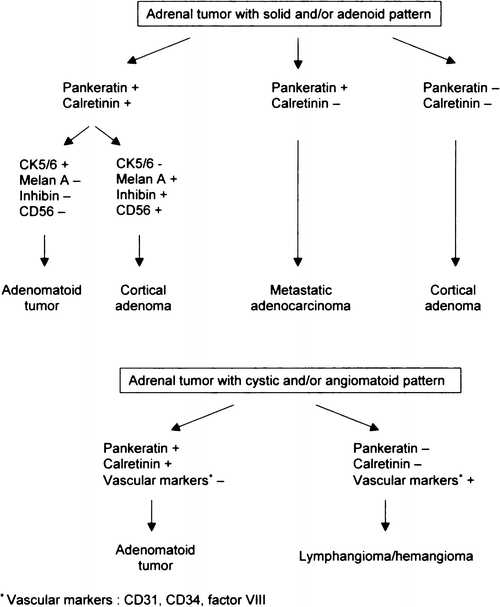 Adenomatoid Tumor of the Adrenal Gland: Differential Diagnosis Using  Immunohistochemistry | SpringerLink