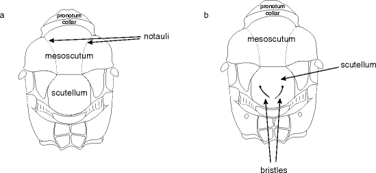 figure 38