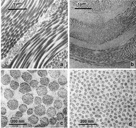 Pulsed Laser Ablation of Soft Biological Tissues | SpringerLink