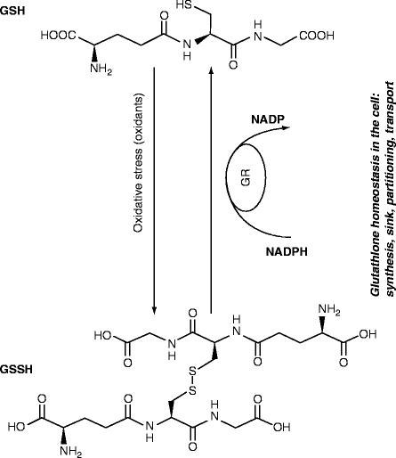 Regulatory Role of Components of AscorbateGlutathione Pathway in Plant  Stress Tolerance | Springer Nature Link