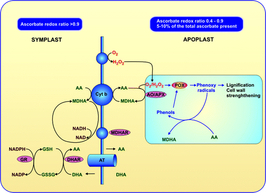 The Ascorbate–Gluathione Cycle and Related Redox Signals in Plant–Pathogen  Interactions