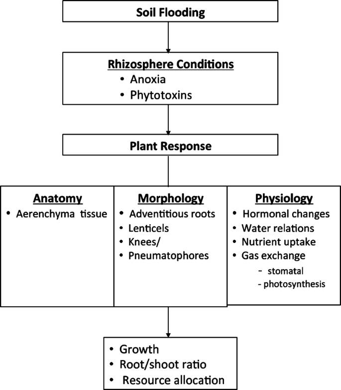 Photosynthesis in Wetlands | SpringerLink