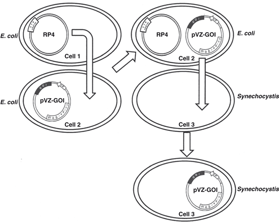 Tools for Genetic Manipulation of Cyanobacteria | SpringerLink