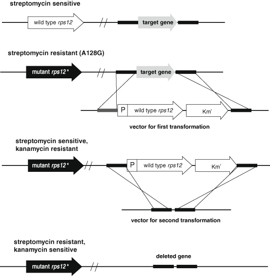 Tools for Genetic Manipulation of Cyanobacteria | SpringerLink