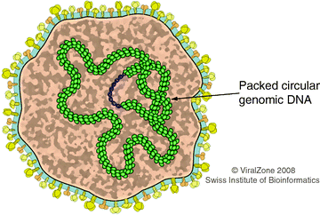 figure 28