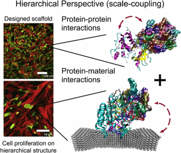 The Challenges Of Biological Materials | SpringerLink