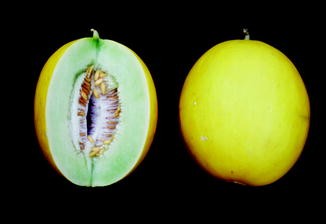 Honeydew (melon) Cucumis Melo L. (inodorus Group) 'honey Dew