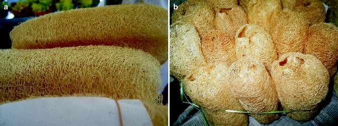 4( Four) esponja vegetal natural esponja vegetal esponja Sponge