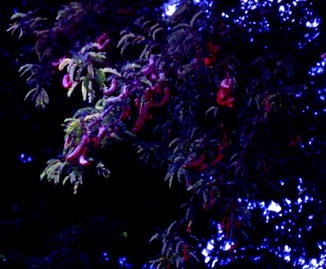 Tamarindus Indica Springerlink