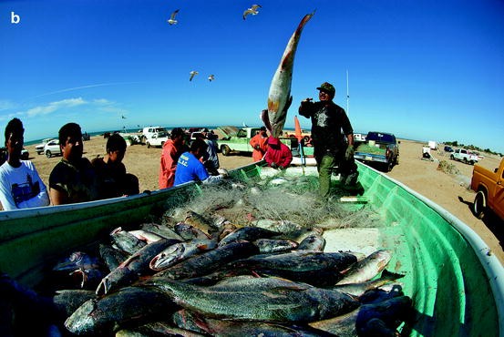 Fishery and Biological Implications of Fishing Spawning