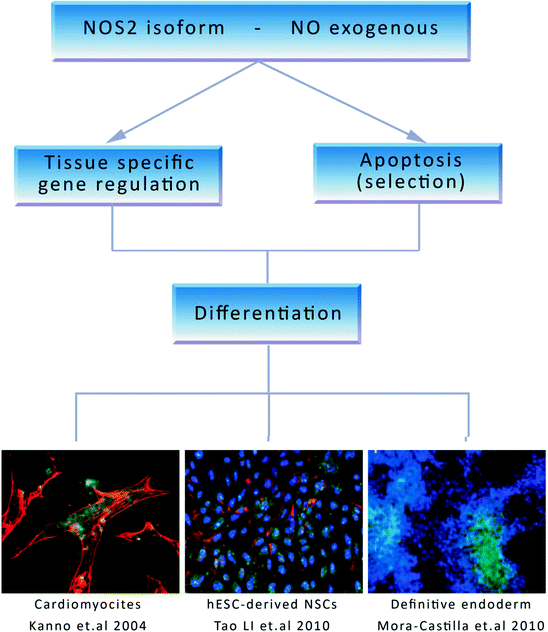 figure 36_2_272396_1_En