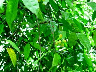 Gnetum Gnemon Springerlink