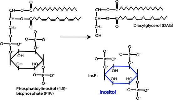 phospho lipase c Phosphatidylcholine-Specific Phospholipase C as a Promising Drug Target main image 0