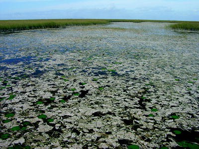 PDF) Investigating the use of macrophyte stable C and N isotopic ratios as  indicators of wetland eutrophication: Patterns in the P-affected Everglades