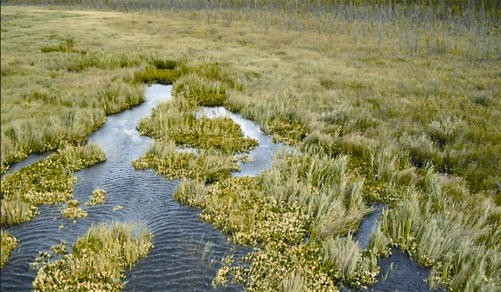 What is a fen? — Ducks Unlimited Canada