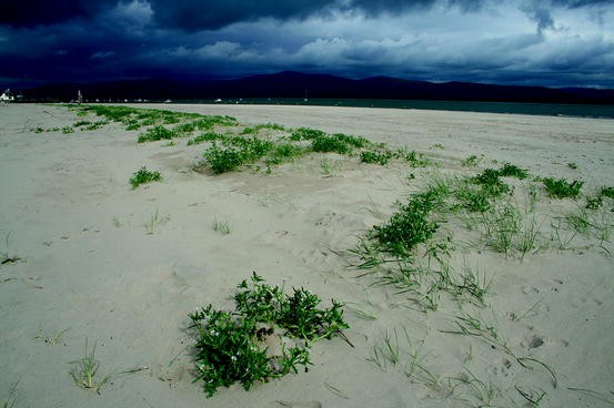 Canavalia cathartica as sand-binding creeper on coastal sand dune floor