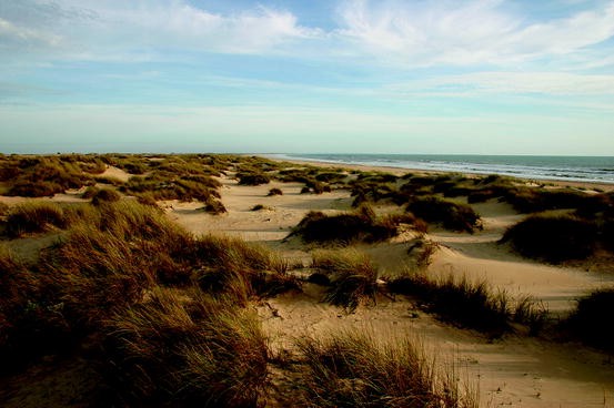 Canavalia cathartica as sand-binding creeper on coastal sand dune floor