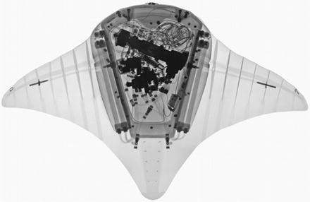 Fish Fins Are Teaching Us the Secret to Flexible Robots and New  Shape-Changing Materials - Nextgov/FCW