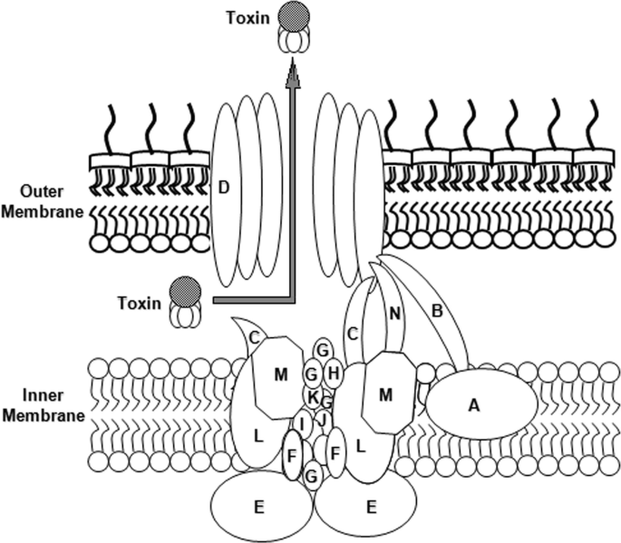 V. cholerae proteins present in human stool and recognized