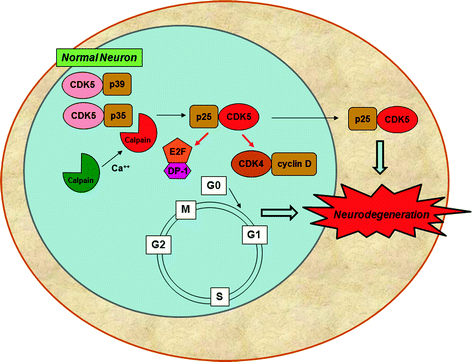 Targeting the Cell Cycle for Cancer Treatment and Neuroprotection |  SpringerLink