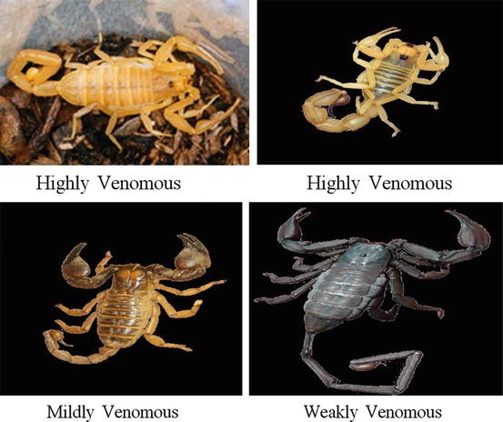 What's your poison? Scrupulous scorpions tailor venom to target