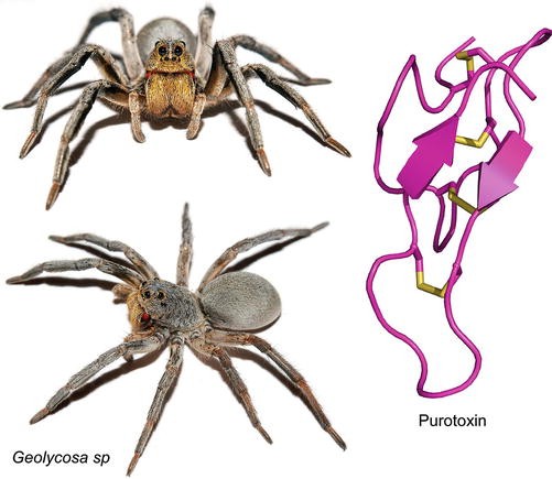 Pain-related spider species. Mygalomorph and araneomorph spiders are