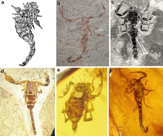 Scorpion Diversity and Distribution: Past and Present Patterns |  SpringerLink