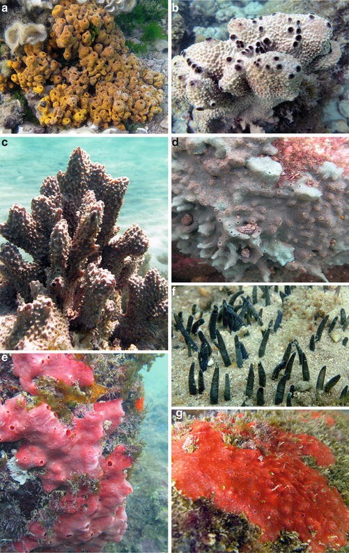 Phylum Porifera and Cnidaria | SpringerLink
