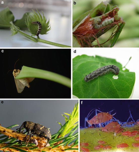 Arsenic-munching caterpillars may ingest poison to prevent being