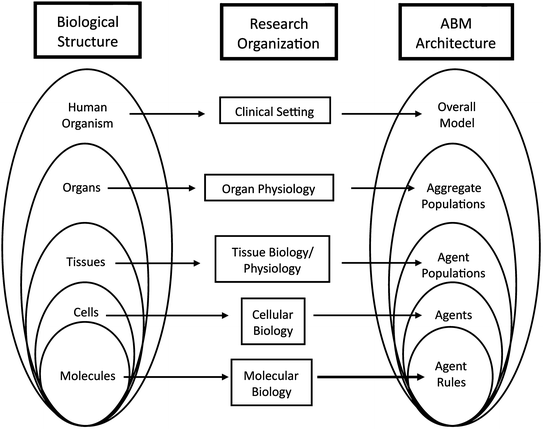 Agent-Based Modeling Approaches to Multi-Scale Systems Biology: An Example  Agent-Based Model of Acute Pulmonary Inflammation | SpringerLink