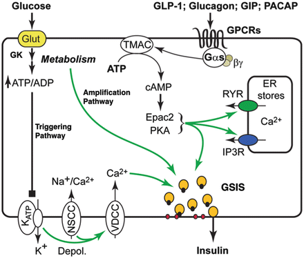Molecular Basis of cAMP Signaling in Pancreatic Beta Cells
