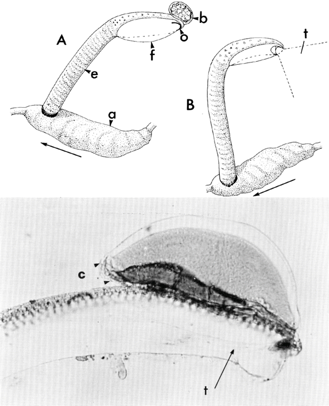 figure 52