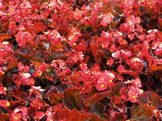 Begonia cucullata var. cucullata | SpringerLink